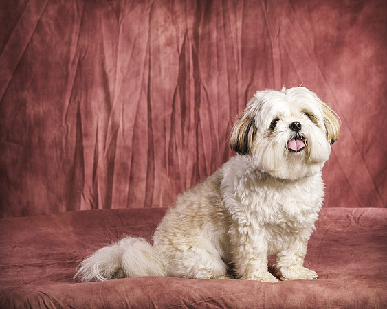 PETS 03