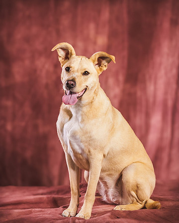PETS 16