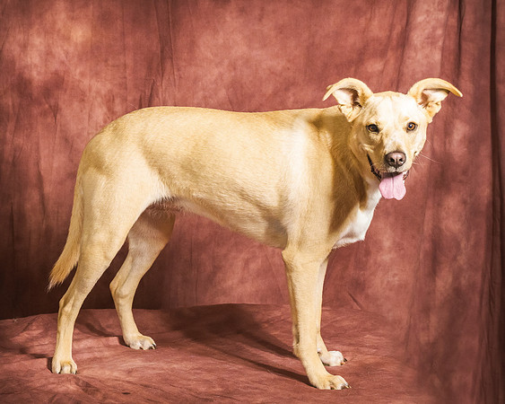 PETS 15