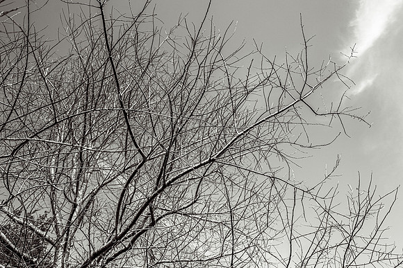 _A736251