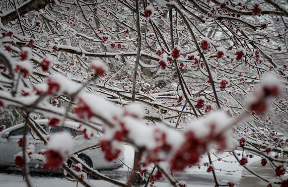 Snow Scenes 001