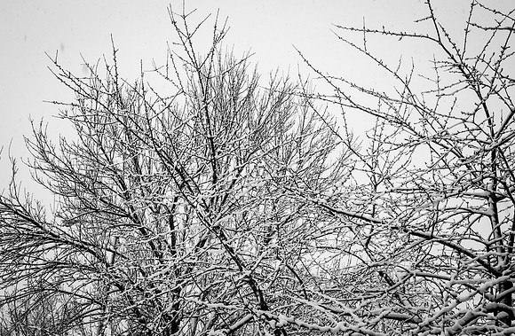 Snow Scenes 027