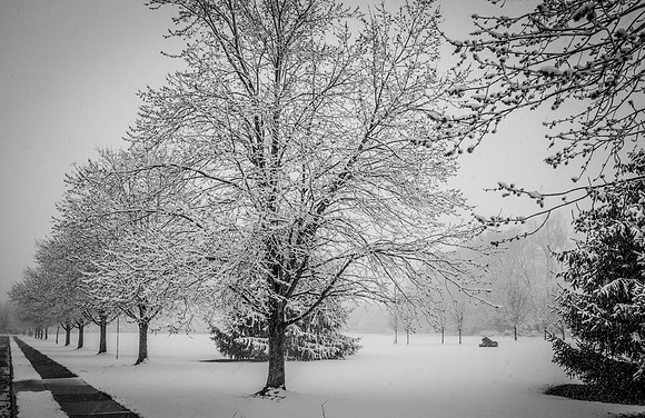 Snow Scenes 003