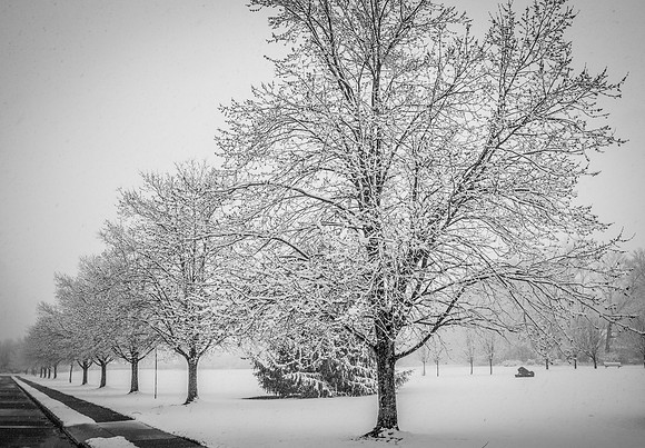 Snow Scenes 004