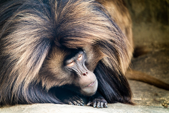 Zoo amimals ### (121)