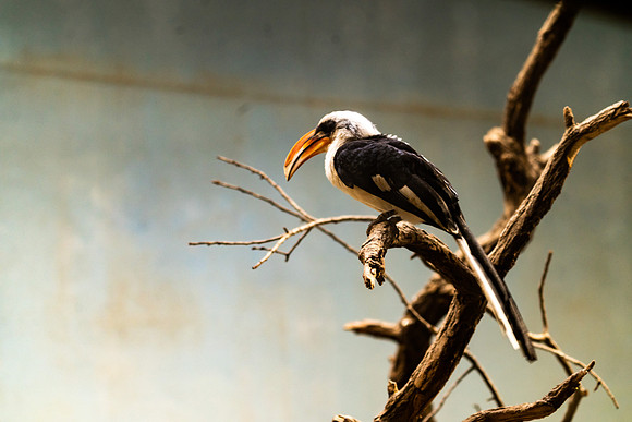Zoo amimals ### (43)