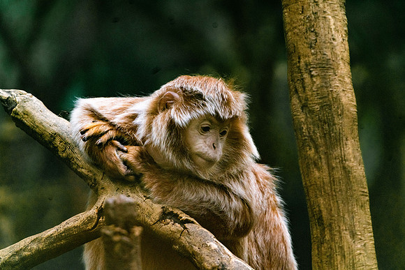 Zoo amimals ### (26)