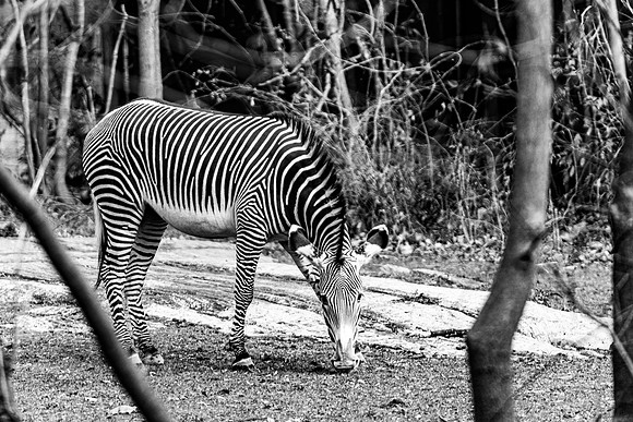 Zoo amimals ### (41)