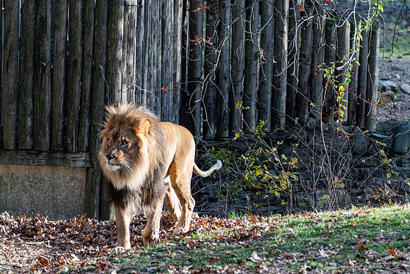 Zoo amimals ### (125)