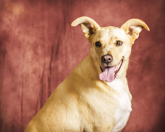 PETS 14