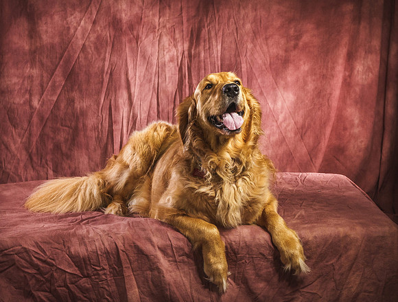 PETS 11