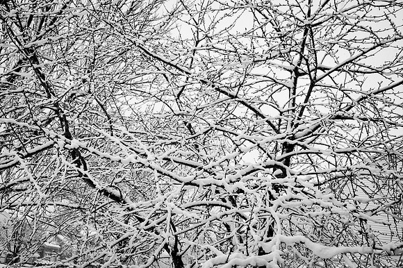 Snow Scenes 026