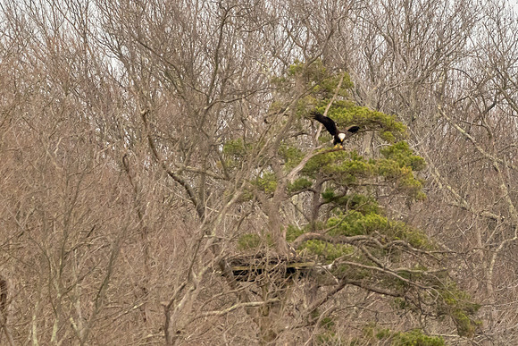 _A736423