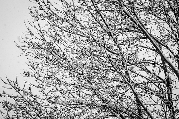 Snow Scenes 025