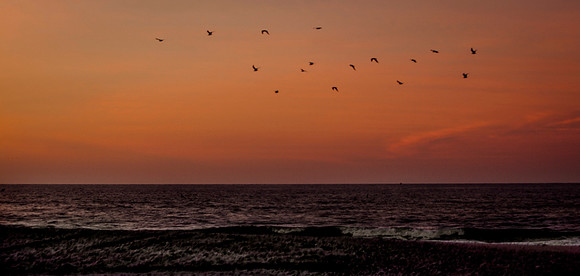 Flock of seaguls