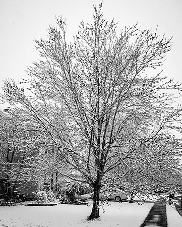 Snow Scenes 028